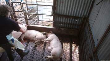 Worker beating pig with chain - A worker repeatedly beats a pig with a length of chain to try and force them to move - Captured at Menzel's Meats, Kapunda SA Australia.