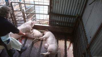 Worker beating pig with chain - A worker repeatedly beats a pig with a length of chain to try and force them to move - Captured at Menzel's Meats, Kapunda SA Australia.