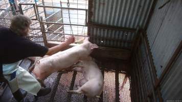 Worker beating pig with chain - A worker repeatedly beats a pig with a length of chain to try and force them to move - Captured at Menzel's Meats, Kapunda SA Australia.