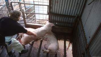 Worker beating pig with chain - A worker repeatedly beats a pig with a length of chain to try and force them to move - Captured at Menzel's Meats, Kapunda SA Australia.