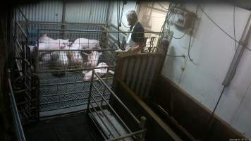 Pigs in stun pen - Pigs in the stun pen where an electric stunner is used on them before they are dragged to the kill room - Captured at Menzel's Meats, Kapunda SA Australia.