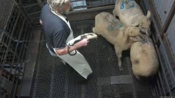 Sheep stunning - Sheep being stunned with the electric stunner - Captured at Menzel's Meats, Kapunda SA Australia.