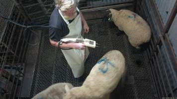 Sheep stunning - Sheep being stunned with the electric stunner - Captured at Menzel's Meats, Kapunda SA Australia.