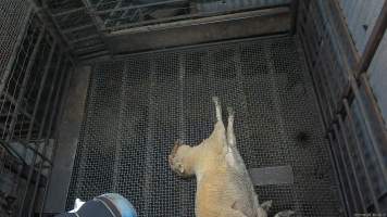 Stunned sheep - A sheep exhibits signs of consciousness, including blinking after being stunned. A worker then stands on their neck and uses the electric stunner on them again. - Captured at Menzel's Meats, Kapunda SA Australia.