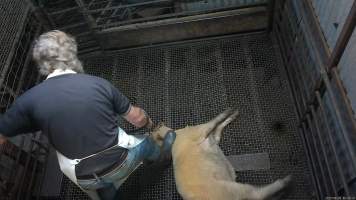 Stunned sheep - A sheep exhibits signs of consciousness, including blinking after being stunned. A worker then stands on their neck and uses the electric stunner on them again. In this photo, the sheep is being stunned for the second time. - Captured at Menzel's Meats, Kapunda SA Australia.