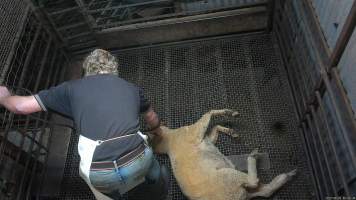 Stunned sheep - A sheep exhibits signs of consciousness, including blinking after being stunned. A worker then stands on their neck and uses the electric stunner on them again. In this photo, the sheep is being stunned for the second time. - Captured at Menzel's Meats, Kapunda SA Australia.