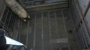 Sheep tries to escape - A sheep trying to escape the stun pen - Captured at Menzel's Meats, Kapunda SA Australia.