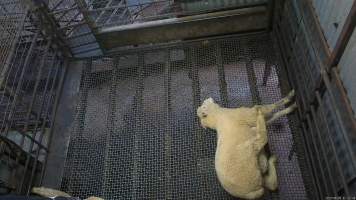 Still conscious after stunning - A sheep blinks and moves around after being stunned multiple times. They likely can still feel pain and are aware of their surroundings when they are dragged to have their throat slit. - Captured at Menzel's Meats, Kapunda SA Australia.