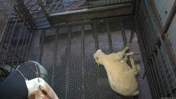 Still conscious after stunning - A sheep blinks and moves around after being stunned multiple times. They likely can still feel pain and are aware of their surroundings when they are dragged to have their throat slit. - Captured at Menzel's Meats, Kapunda SA Australia.