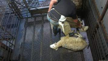 Sheep stunning - A sheep stunned with the electric stunner while another lies on the floor of the pen. - Captured at Menzel's Meats, Kapunda SA Australia.