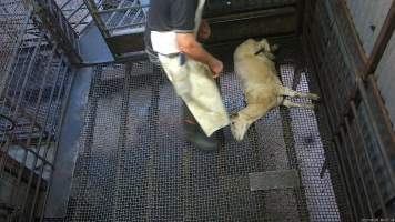 Sheep remains conscious - This sheep continues to display signs of consciousness as they are dragged away to have their throat slit. - Captured at Menzel's Meats, Kapunda SA Australia.