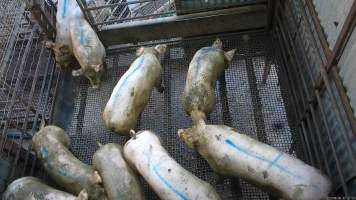 Pigs forced into the stun pen - Pigs are forced into the stun pen, becoming stuck in the gate as they are prodded with an electric prod. - Captured at Menzel's Meats, Kapunda SA Australia.