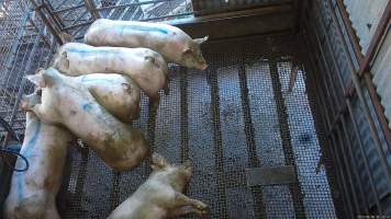 Pigs in stun pen - Pigs crowd around the gate, climbing on top of each other, as they are picked off by a worker with an electric stunner. - Captured at Menzel's Meats, Kapunda SA Australia.