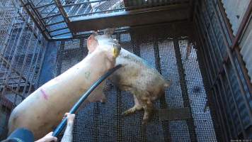 Sow hit with pipe - A sow is hit around the head and body with a piece of pipe to get her into the right position to be shot - Captured at Menzel's Meats, Kapunda SA Australia.