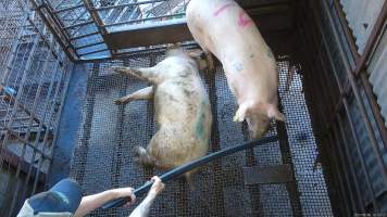 Sow hit with pipe - A sow is hit around the head and body with a piece of pipe to get her into the right position to be shot - Captured at Menzel's Meats, Kapunda SA Australia.