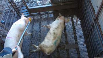 Sow hit with pipe - A sow is hit around the head and body with a piece of pipe to get her into the right position to be shot - Captured at Menzel's Meats, Kapunda SA Australia.