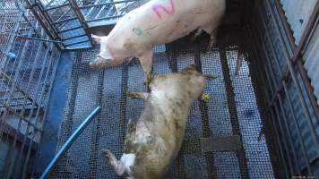 Sow shot with rifle - A sow is shot with a rifle while another spasms on the floor of the pen beneath her. - Captured at Menzel's Meats, Kapunda SA Australia.