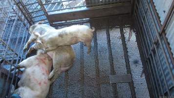 Small pig rests on top of 'stunned' sows - A small pig rests on top of two stunned sows who are shaking and spasming after being shot with a rifle. - Captured at Menzel's Meats, Kapunda SA Australia.