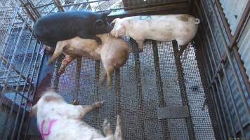 Two pigs comfort each other - Two pigs touch noses and comfort each other while sniffing at the body of a sow who has been shot by a rifle. - Captured at Menzel's Meats, Kapunda SA Australia.