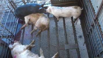 Two pigs comfort each other - Two pigs touch noses and comfort each other while sniffing at the body of a sow who has been shot by a rifle. - Captured at Menzel's Meats, Kapunda SA Australia.