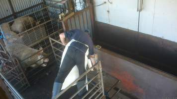 Sow shot with a rifle - A sow bites the bars of the stun pen after being shot with a rifle to 'stun' her - Captured at Menzel's Meats, Kapunda SA Australia.