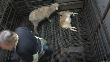 Stunned goat - A goat lies on the floor of the kill pen after having been jabbed with the electric stunner - Captured at Menzel's Meats, Kapunda SA Australia.