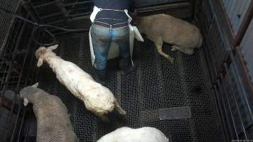 Electric stunner used on sheep - A sheep is stunned using the electric stunner while other sheeps stand in the pen. - Captured at Menzel's Meats, Kapunda SA Australia.