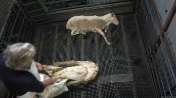 Sheep dragged to kill room - A sheep is dragged to the kill room while another lies on the floor of the stun pen - Captured at Menzel's Meats, Kapunda SA Australia.