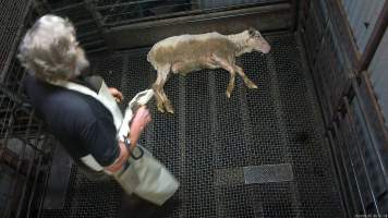 Sheep approached by electric stunner - A worker approaches a sheep with an electric stunner as they lie on the floor of the stun pen - Captured at Menzel's Meats, Kapunda SA Australia.