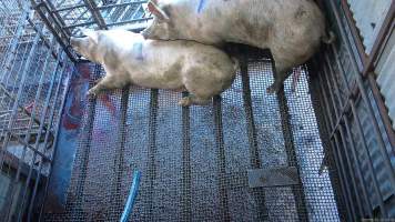 Sow shot while another watches - A sow is shot with a rifle as another watches from behind them - Captured at Menzel's Meats, Kapunda SA Australia.