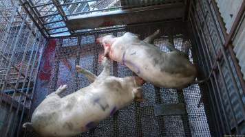 Two sows spasming in stun pen - Two sows shake and spasm after being shot with a rifle - Captured at Menzel's Meats, Kapunda SA Australia.