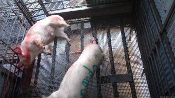 Sow bleeds from head and mouth - A sow bleeds from her head and mouth after being shot with a rifle - Captured at Menzel's Meats, Kapunda SA Australia.