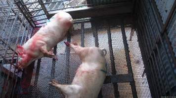 Two 'stunned' sows - Two 'stunned' sows lie on the floor of the stun pen - Captured at Menzel's Meats, Kapunda SA Australia.