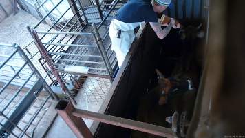 Steer shot with rifle - A steer is shot with a rifle in the 'knockbox.' This is done to render them unconscious before they are tipped out into the kill room to have their throat slit - Captured at Menzel's Meats, Kapunda SA Australia.