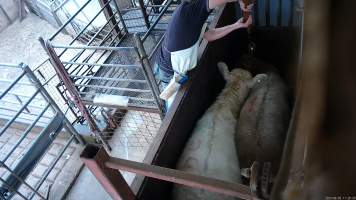 Cow shot with rifle - A cow is shot with a rifle in the 'knockbox.' This is done to render them unconscious before they are tipped out into the kill room to have their throat slit - Captured at Menzel's Meats, Kapunda SA Australia.