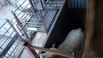 A cow tries to escape the knockbox - A cow looks for a way out after another cow was shot in front of them. - Captured at Menzel's Meats, Kapunda SA Australia.