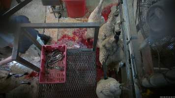 Sheep kicking while hung on shackle line - Sheep are hung on the shackle line to be 'stuck.' Many are still thrashing and kicking. - Captured at Menzel's Meats, Kapunda SA Australia.