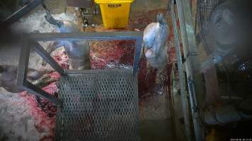 Pigs shackled and 'stuck' - Pigs are shackled and hung on a shackle line where their throats are slit - Captured at Menzel's Meats, Kapunda SA Australia.