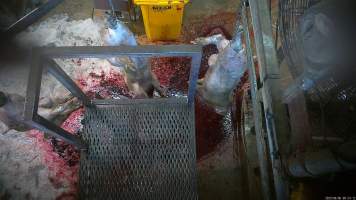 Pigs shackled and 'stuck' - Pigs are shackled and hung on a shackle line where their throats are slit - Captured at Menzel's Meats, Kapunda SA Australia.