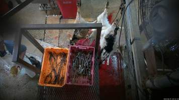 Goats shackled and stuck - Goats are shackled and hung on a shackle line where their throats are slit - Captured at Menzel's Meats, Kapunda SA Australia.