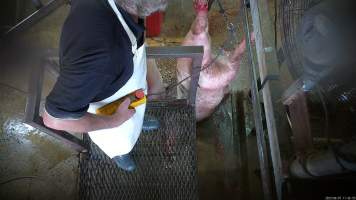 Sow shackled and stuck - Sows are shackled and hung on a shackle line where their throats are slit - Captured at Menzel's Meats, Kapunda SA Australia.