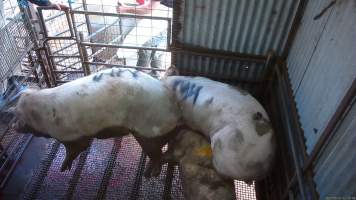 Sows standing on top of stunned sow - Two sows stand on top of another sow who is shaking and thrashing after being shot with a rifle - Captured at Menzel's Meats, Kapunda SA Australia.