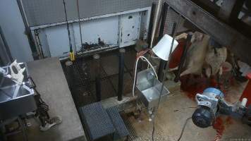 Sheep sticking - Sheep being shackled and hung in the kill room - Captured at Menzel's Meats, Kapunda SA Australia.