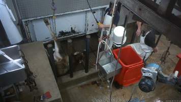 Cow hoisting - A cow being hoisted after having been tipped out into the kill room from the knockbox where they were shot with a rifle - Captured at Menzel's Meats, Kapunda SA Australia.