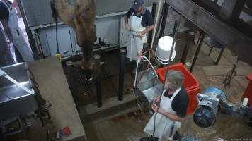Cow hoisting - A cow being hoisted after having been tipped out into the kill room from the knockbox where they were shot with a rifle - Captured at Menzel's Meats, Kapunda SA Australia.