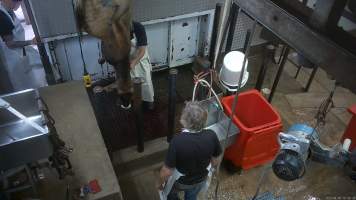 Cow sticking - A cow being 'stuck' with a knife in the kill room - Captured at Menzel's Meats, Kapunda SA Australia.