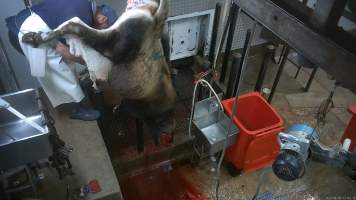 Cow skinning - A cow having their skin removed - Captured at Menzel's Meats, Kapunda SA Australia.