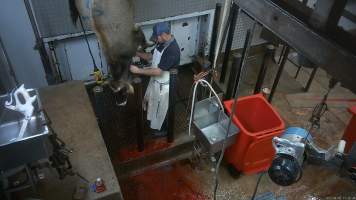 Cow sticking - A cow being 'stuck' with a knife in the kill room - Captured at Menzel's Meats, Kapunda SA Australia.