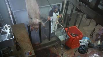 Sow hoisting - A sow being hosed down in the kill room, before her throat is slit. - Captured at Menzel's Meats, Kapunda SA Australia.