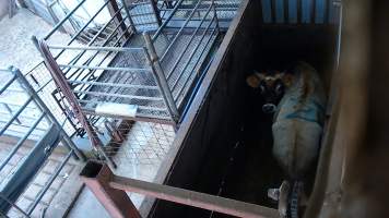 Cow in knockbox - A cow looks around in the knockbox - Captured at Menzel's Meats, Kapunda SA Australia.